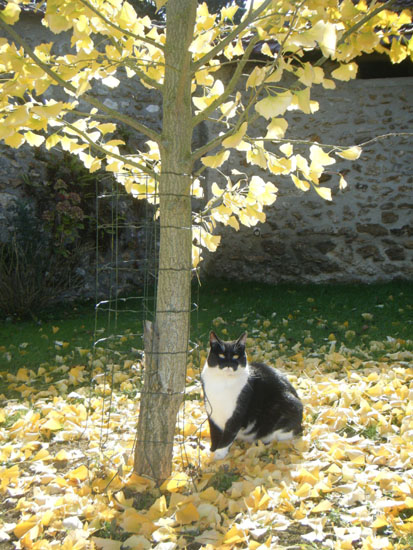 tinnie gingko biloba